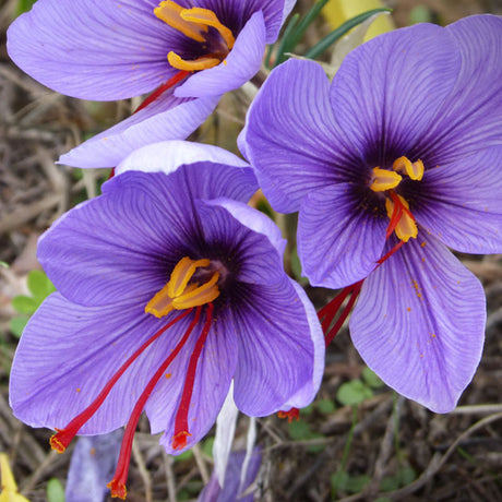 Crocus sativus (Fall Flowering)