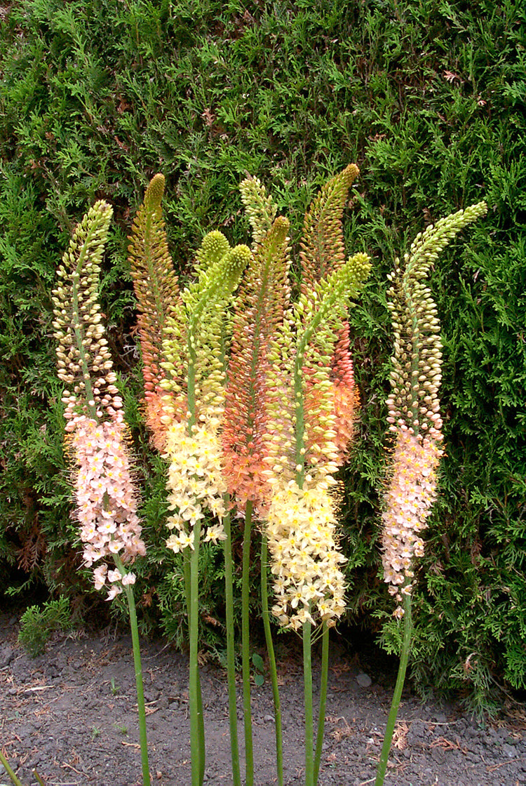 Eremurus Ruiter Hybrids