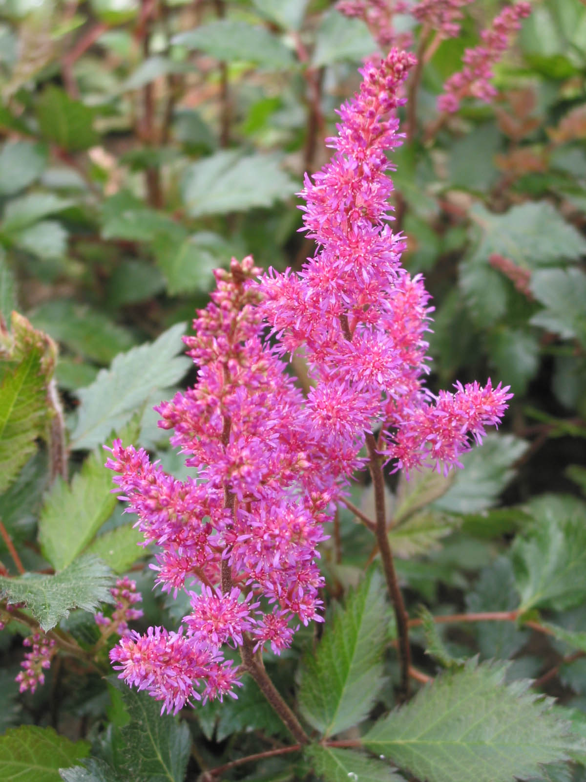 Astilbe Maggie Daley