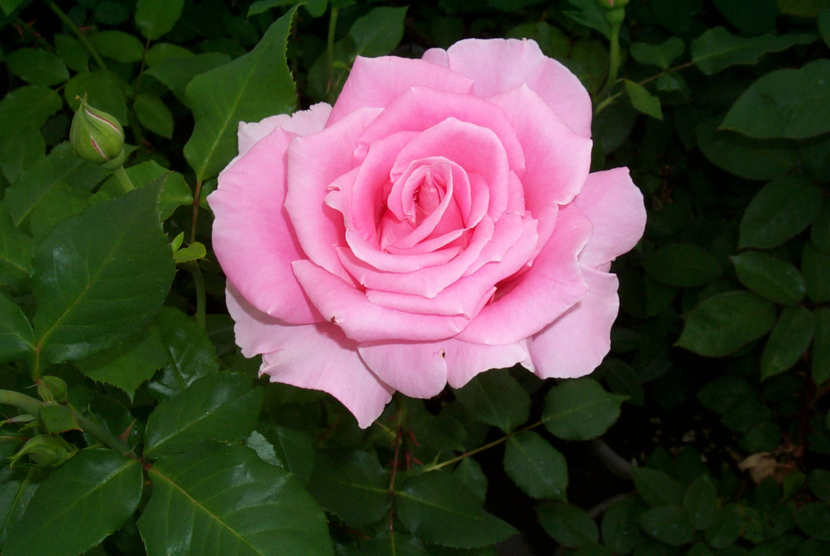 Star Rose - Bewitched