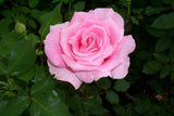 All Roses