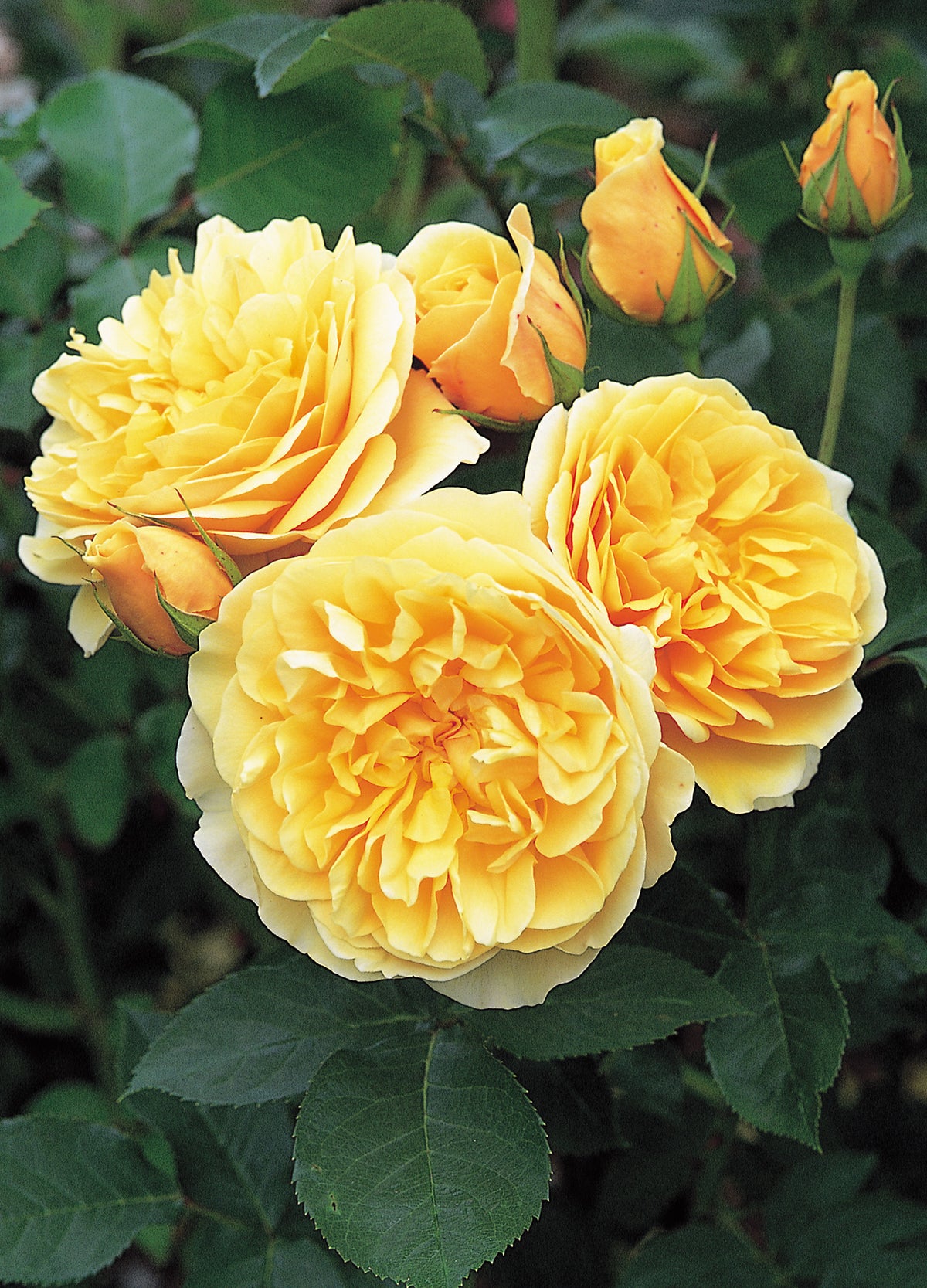 David Austin Rose - Graham Thomas