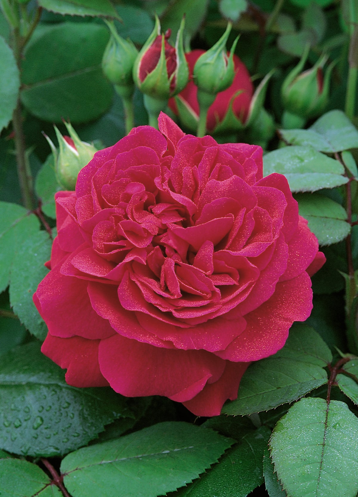 David Austin Rose - Tess of the d'Urbervilles