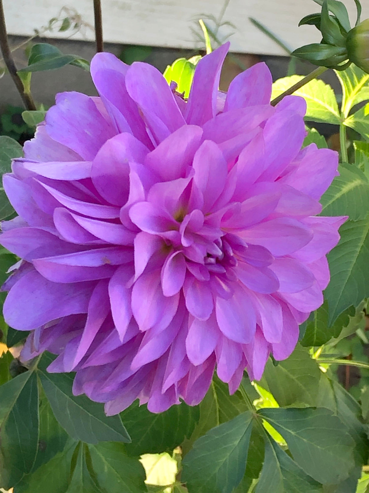 Dahlia Bluetiful