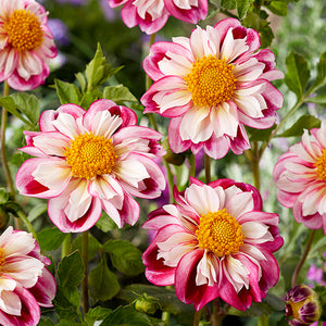 Dahlia Bumble Rumble