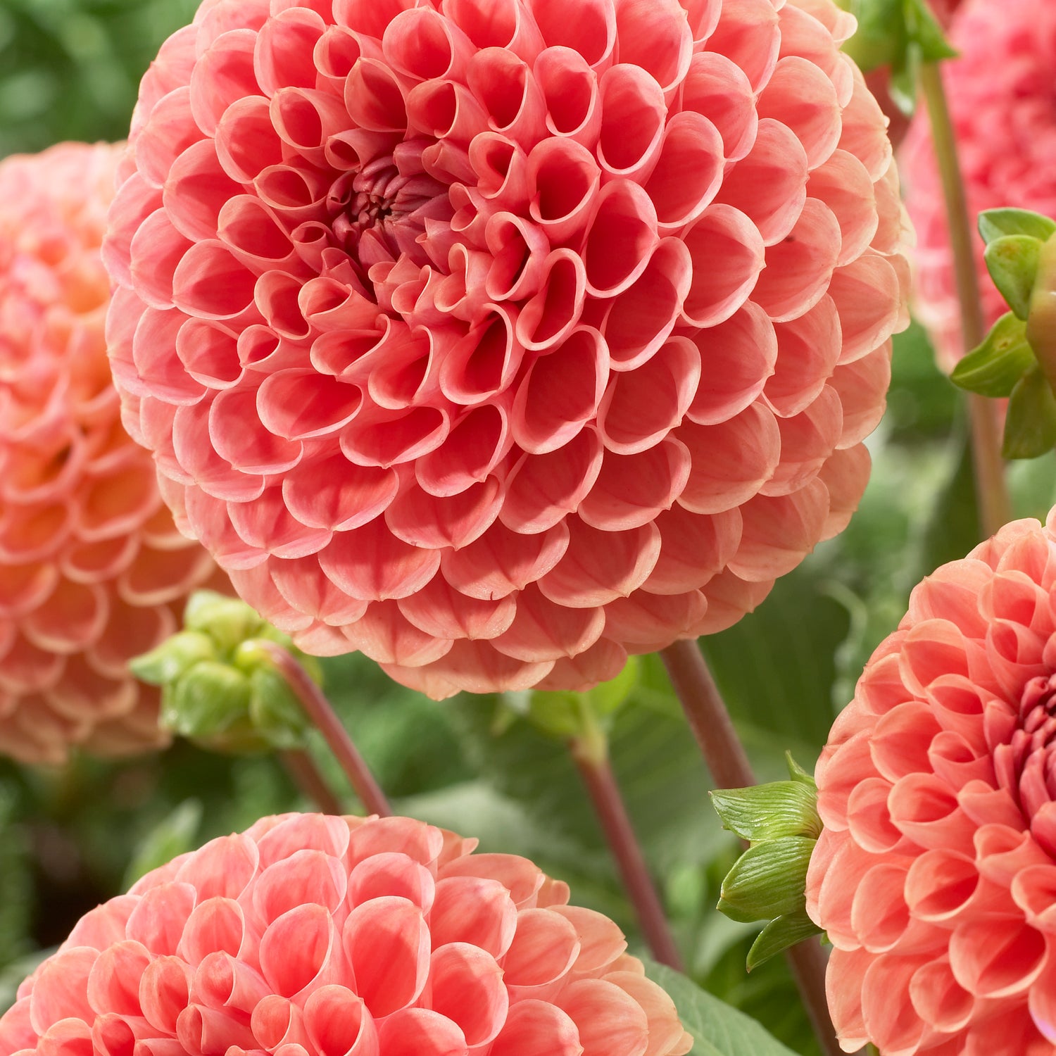 Dahlia Cornel Bronze