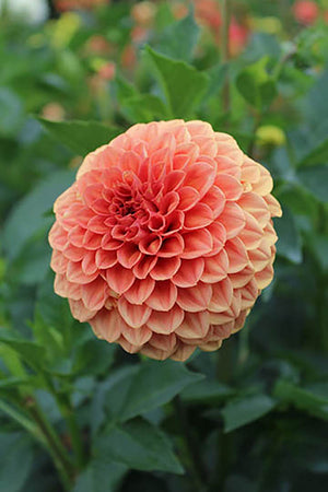 Dahlia Cornel Bronze