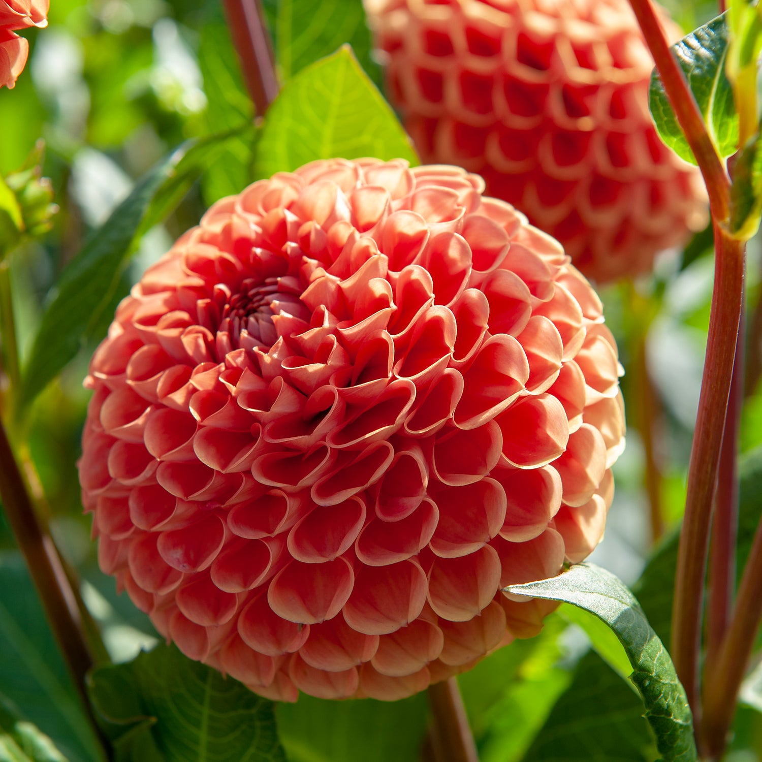 Dahlia Cornel Bronze