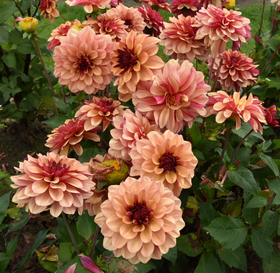 Dahlia Creme de Cognac