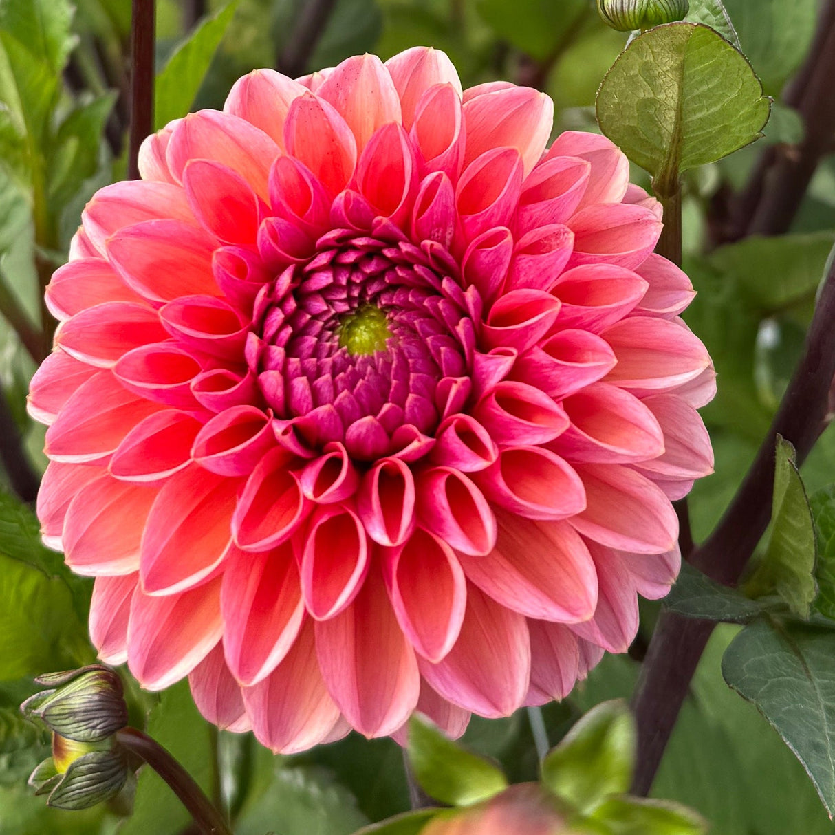 Dahlia Daisy Duke