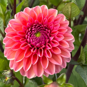 Dahlia Daisy Duke