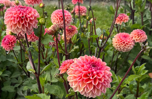 Dahlia Daisy Duke