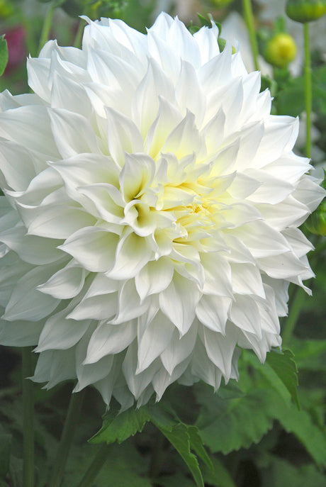 Dahlia Fleurel