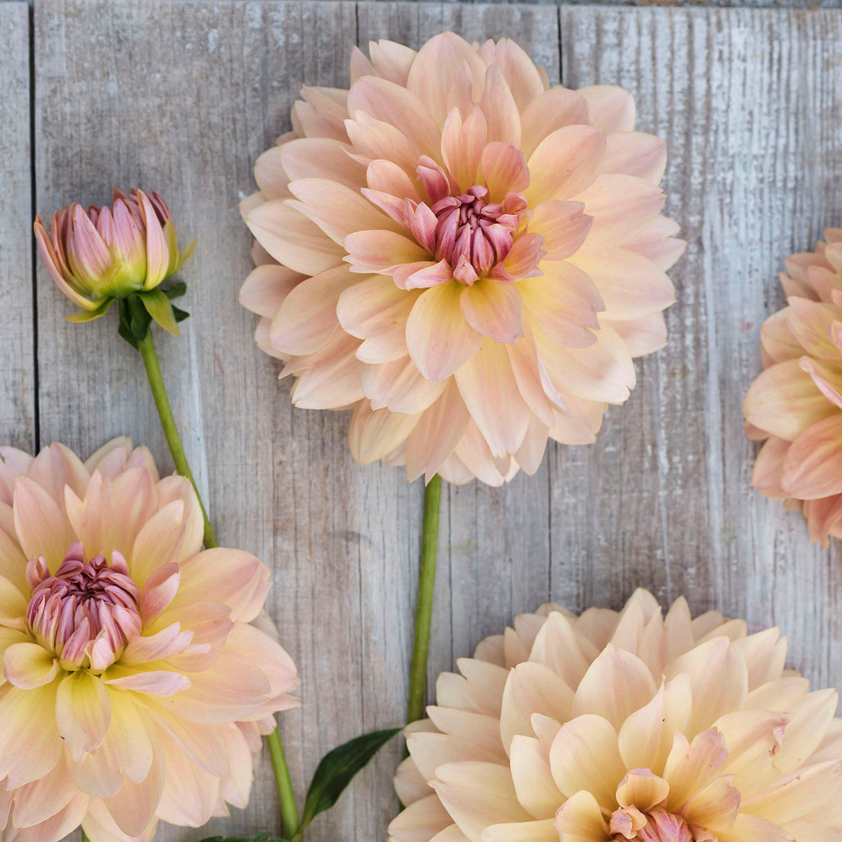 Dahlia Joel's Favourite