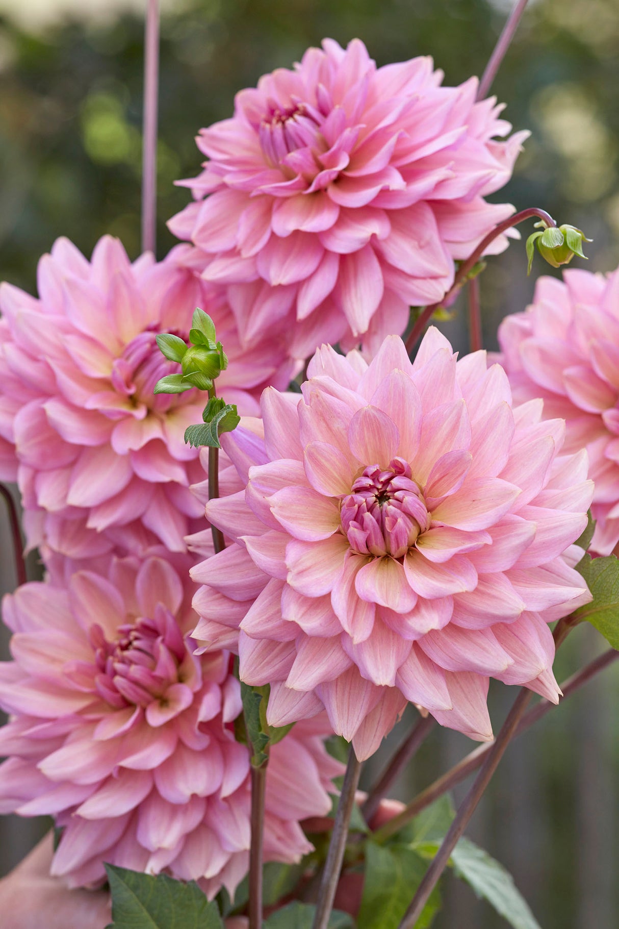 Dahlia La Belle Epoque