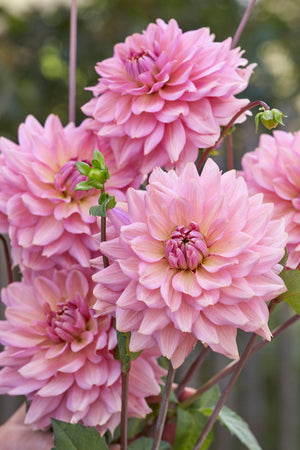 Dahlia La Belle Epoque