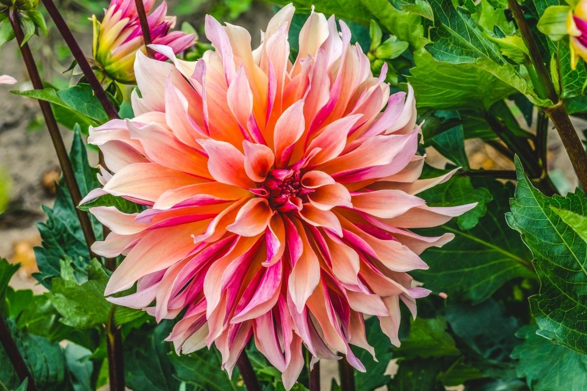 Dahlia Labyrinth