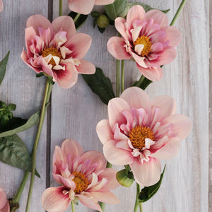 Dahlia Rhubarb Custard