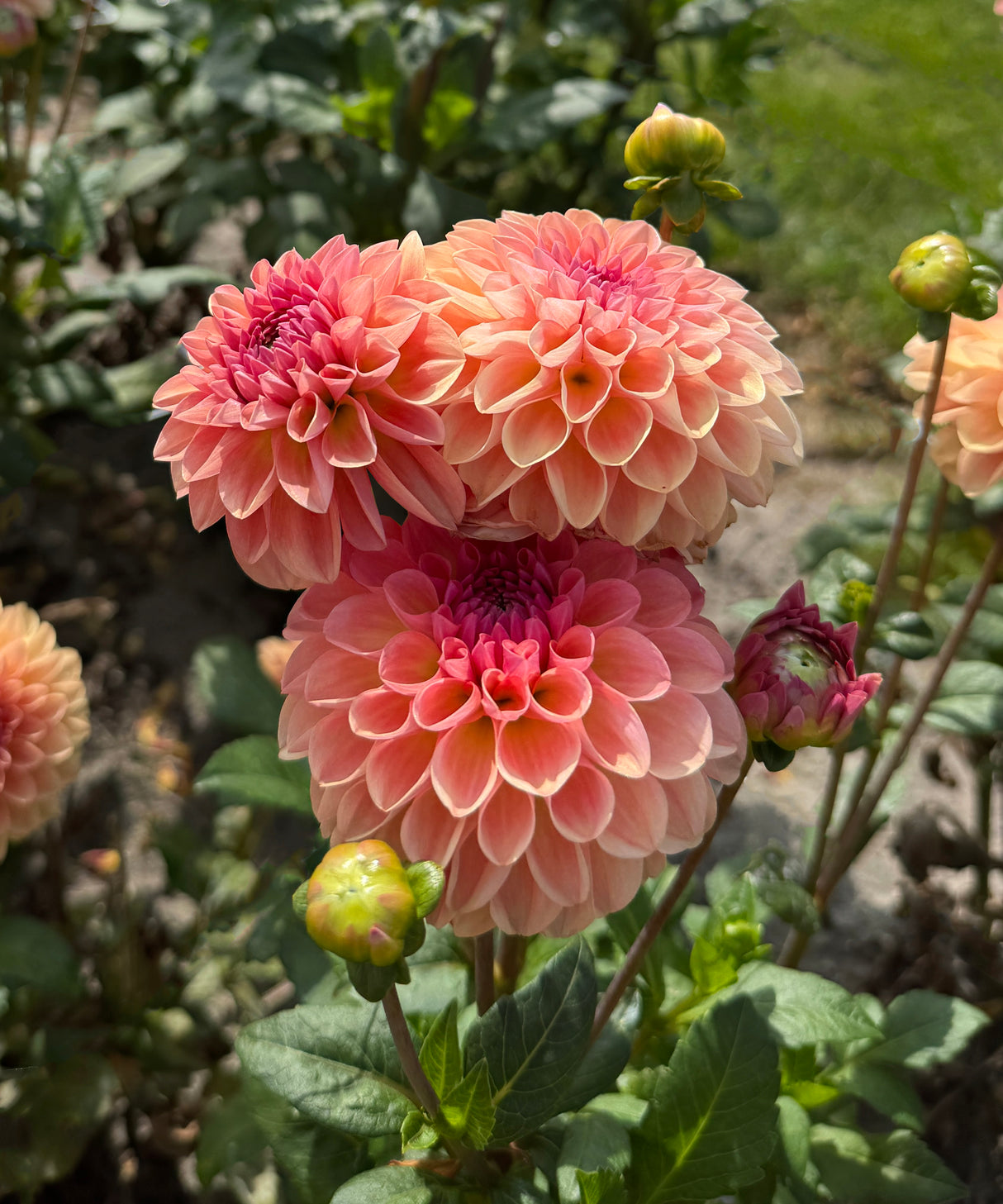 Dahlia Palmares