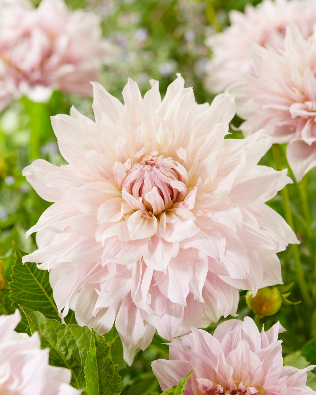 Dahlia Shiloh Noelle