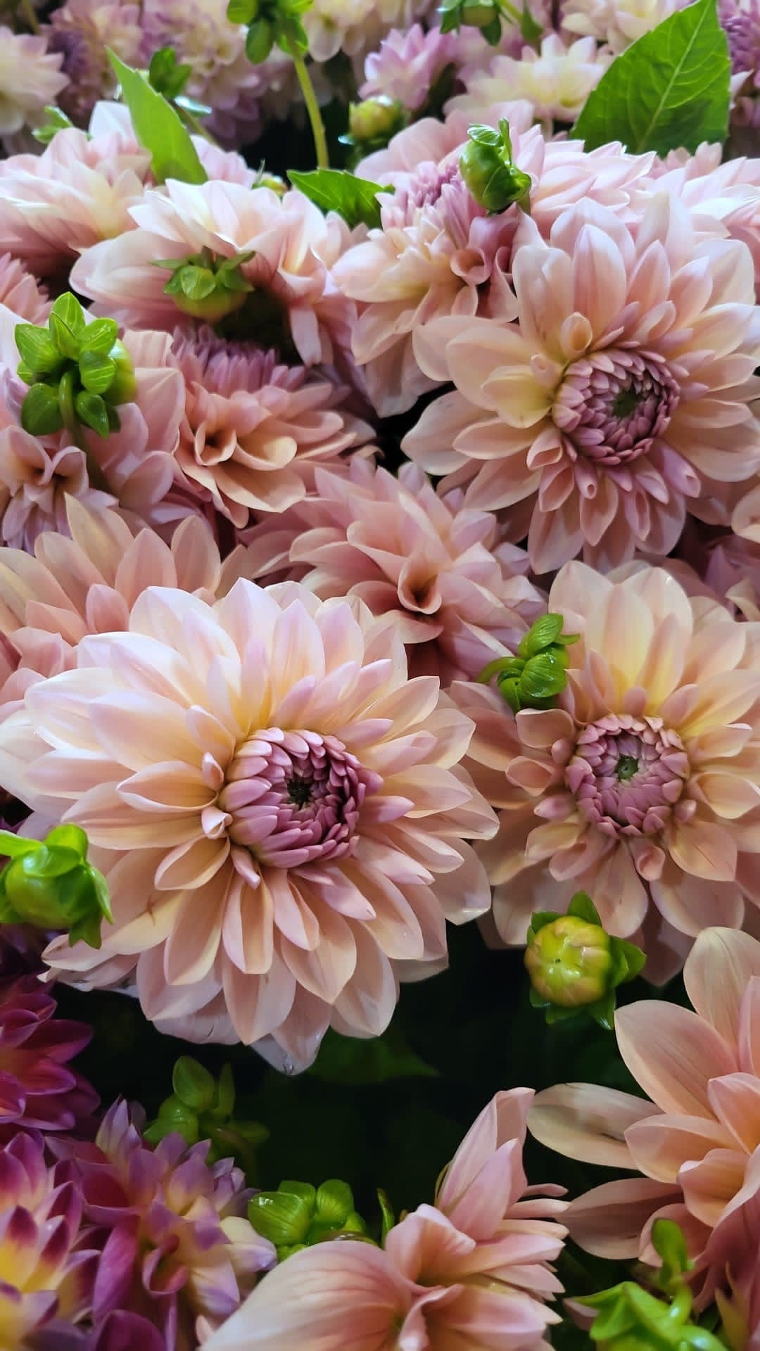 Dahlia Sturm Sweet Maria