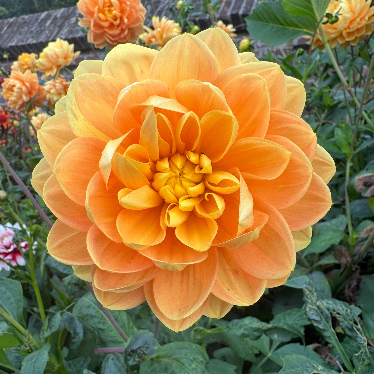 Dahlia Aladdin's Lamp
