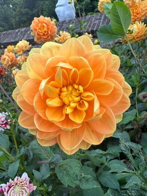 Dahlia Aladdin's Lamp