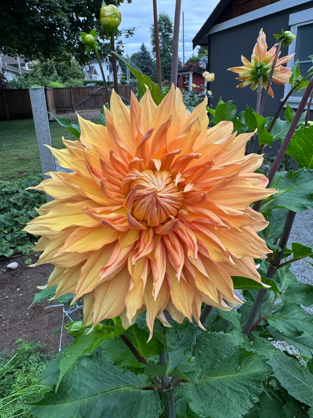 Dahlia Hamari Gold