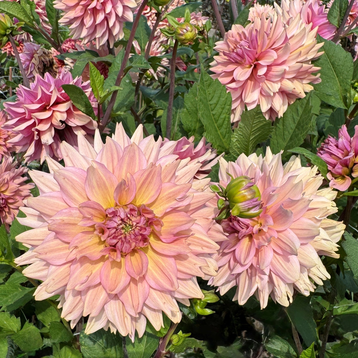 Dahlia La Belle Epoque