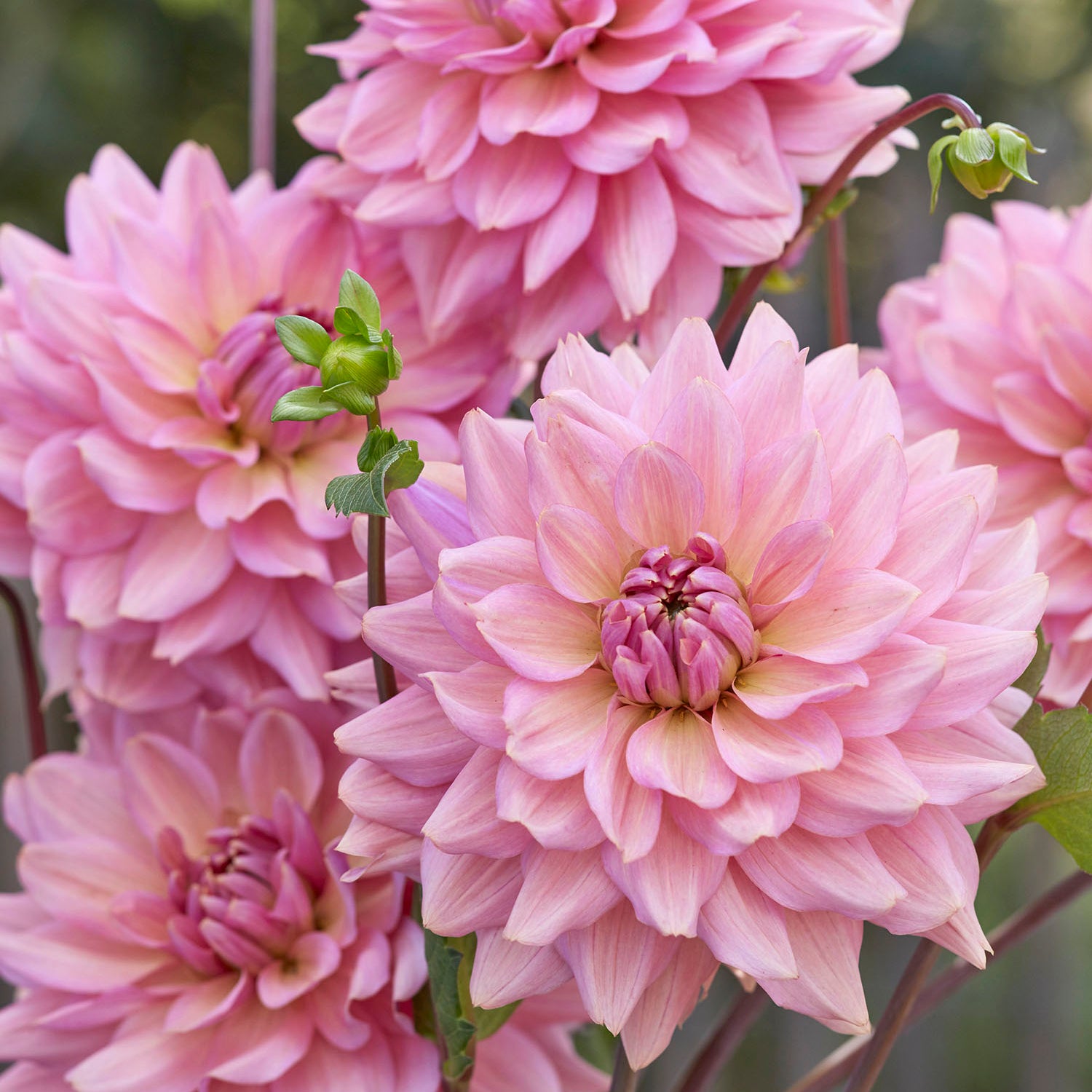 Dahlia La Belle Epoque