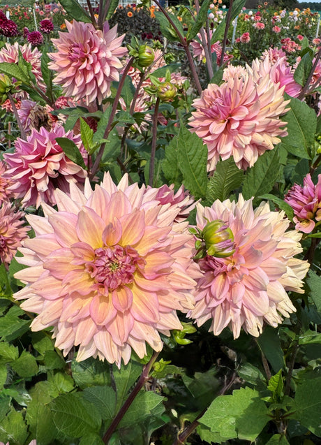 Dahlia La Belle Epoque