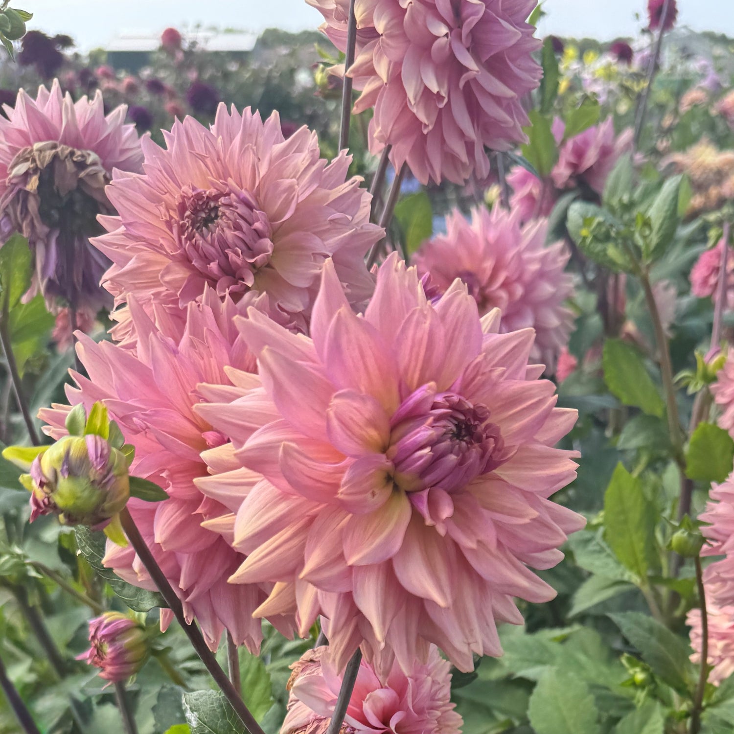 Dahlia La Belle Epoque