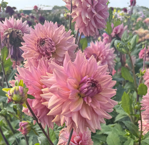 Dahlia La Belle Epoque