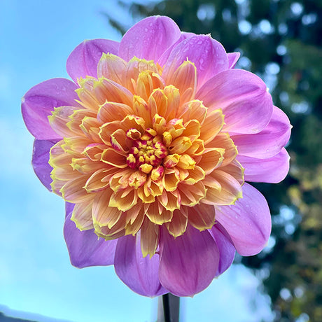 Dahlia Lifestyle
