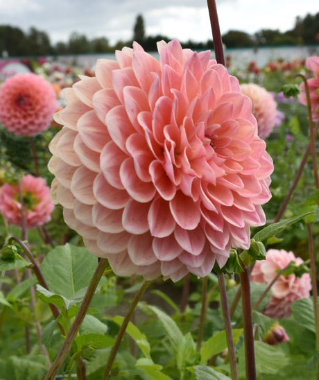 Dahlia Linda's Baby