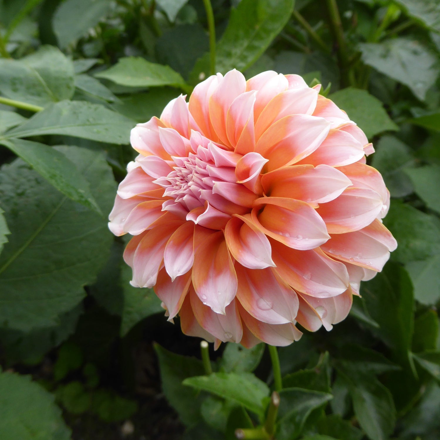 Dahlia Peaches