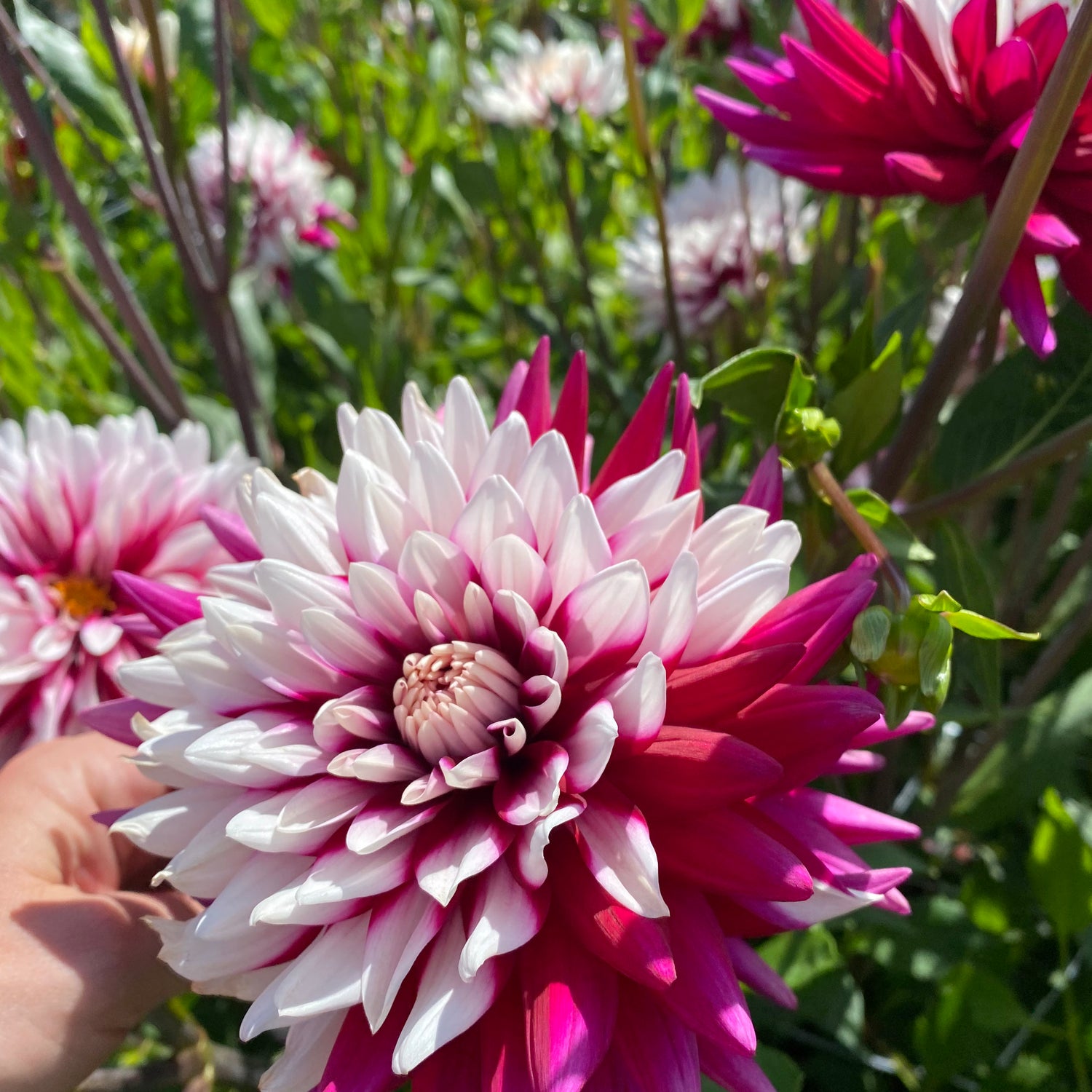 Dahlia Rebecca's World