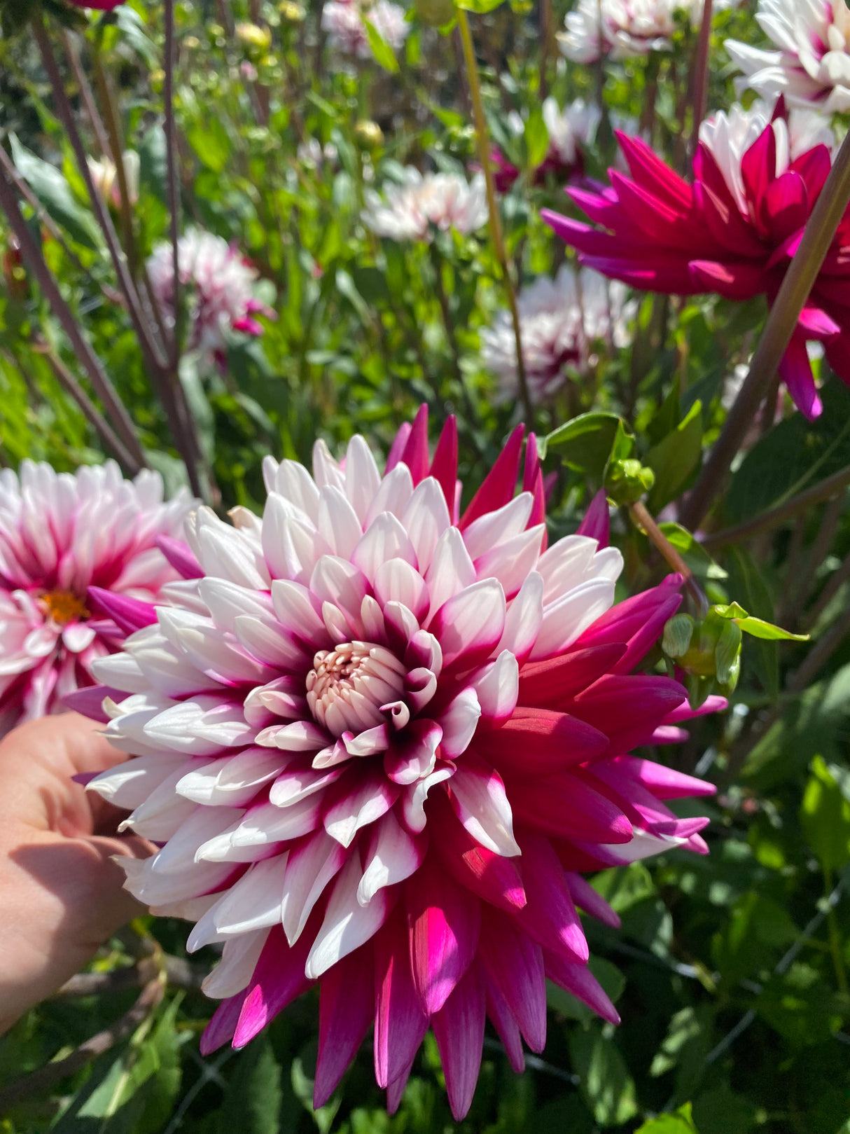 Dahlia Rebecca's World