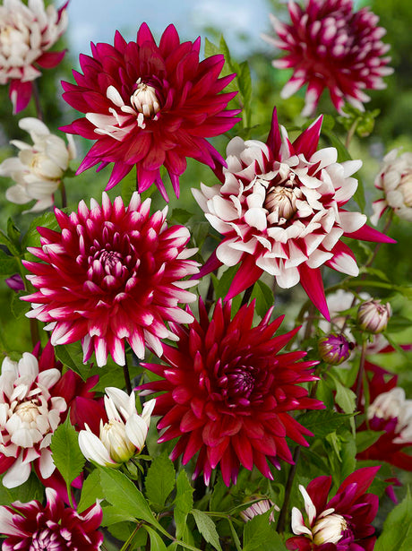 Dahlia Rebecca's World
