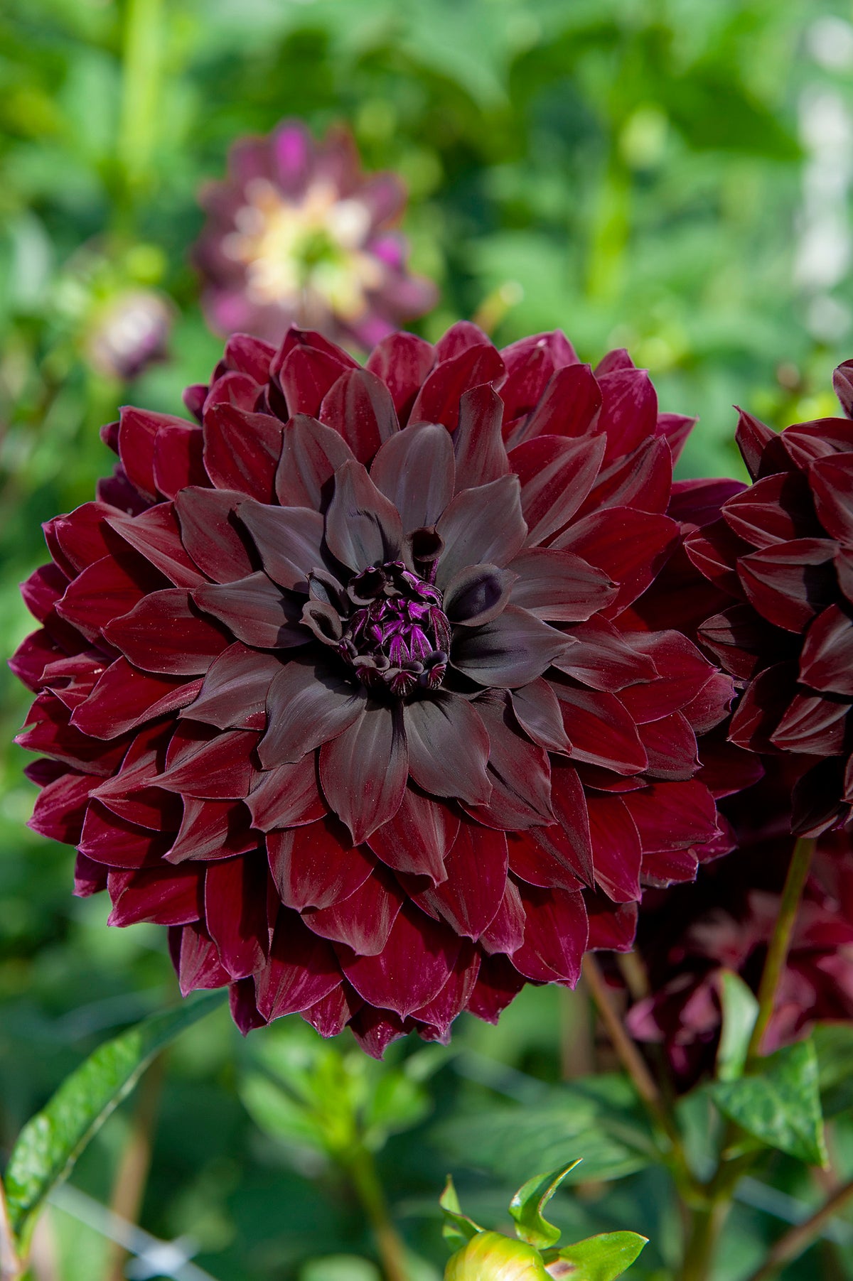 Dahlia Rip City