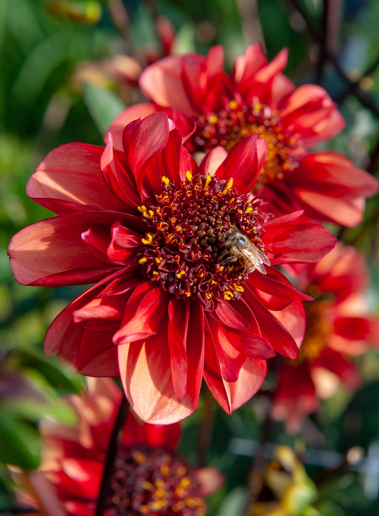 Dahlia Sarah Raven