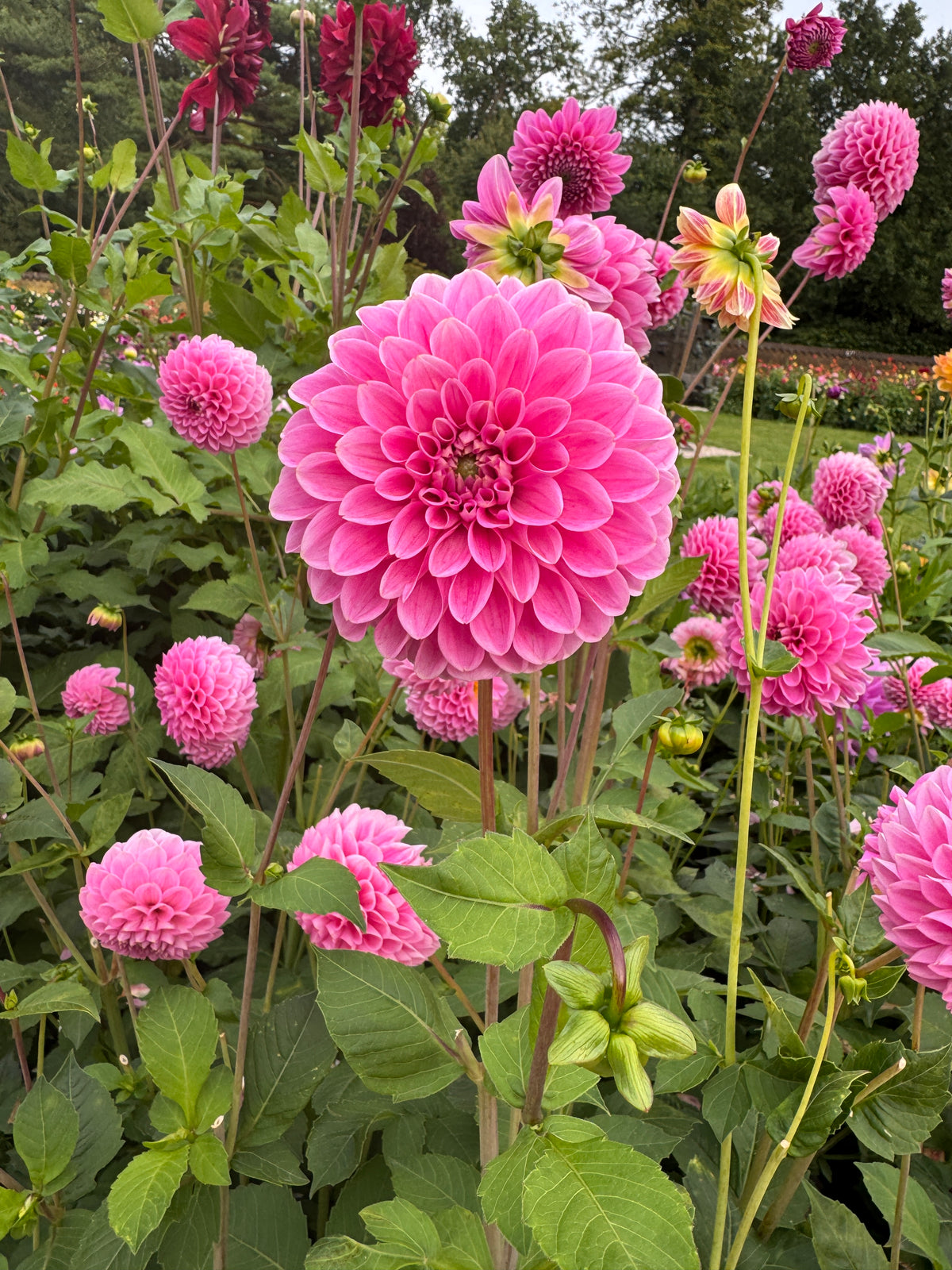 Dahlia Sweet Fabienne