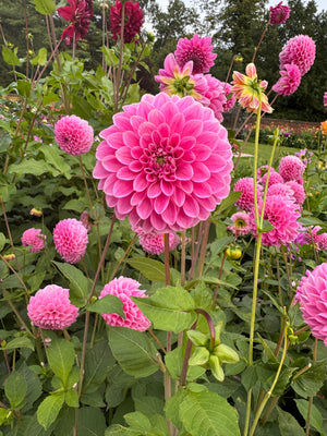 Dahlia Sweet Fabienne