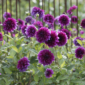 Dahlia Thomas Edison