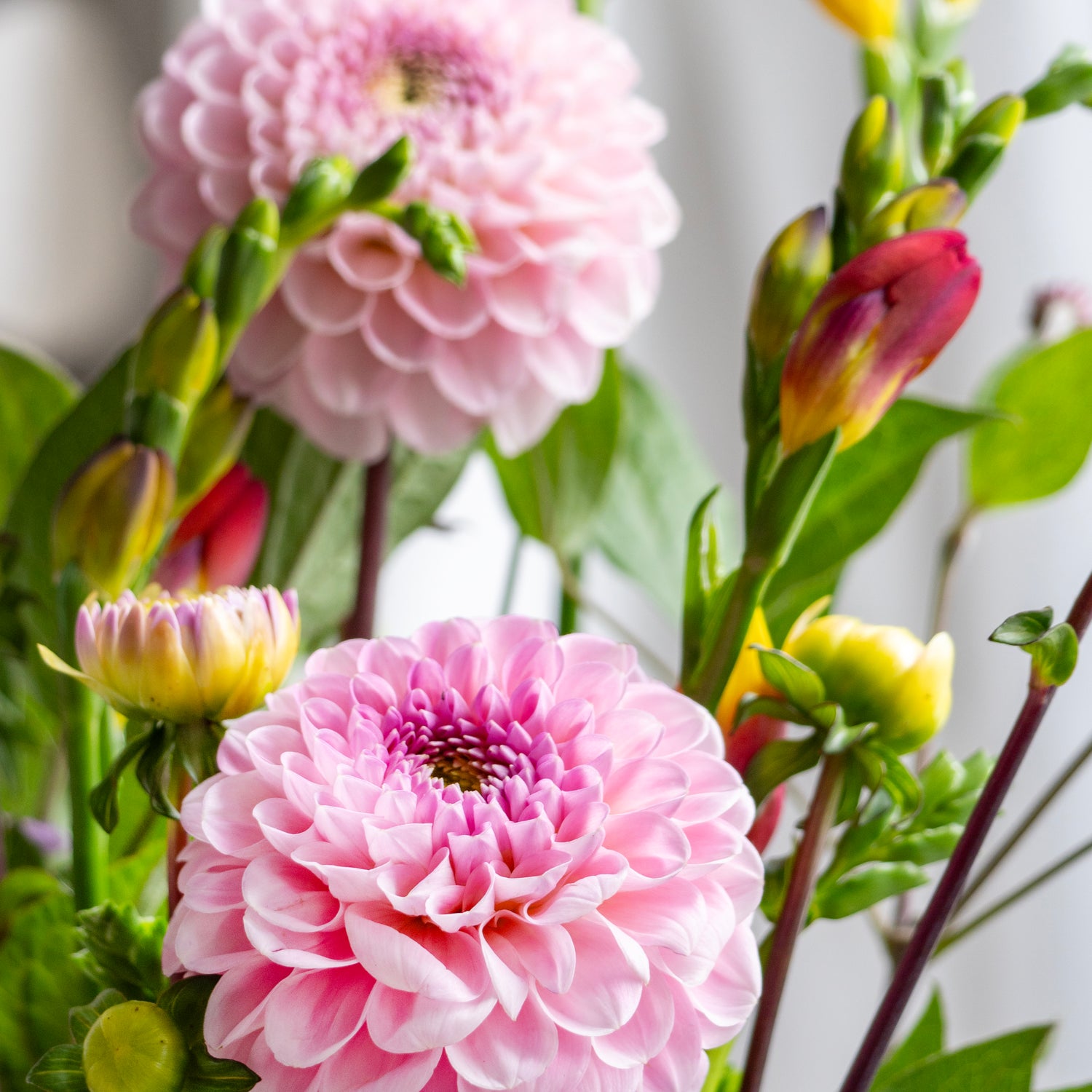 Dahlia Wizard of Oz