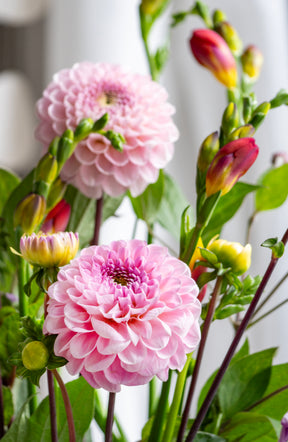 Dahlia Wizard of Oz
