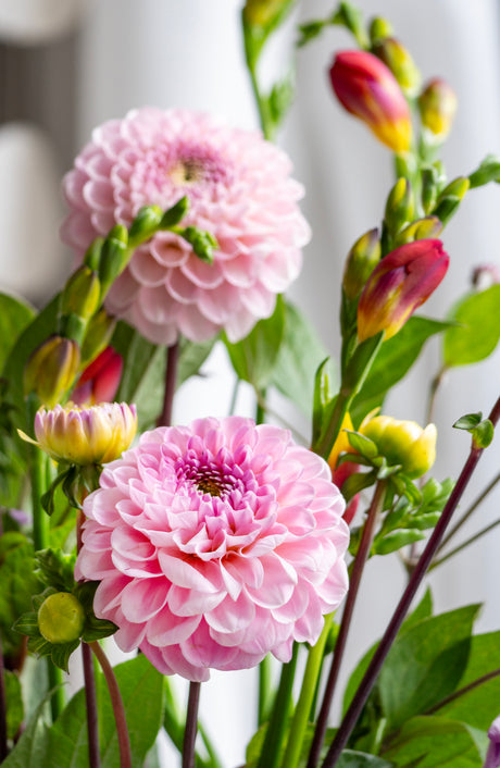 Dahlia Wizard of Oz