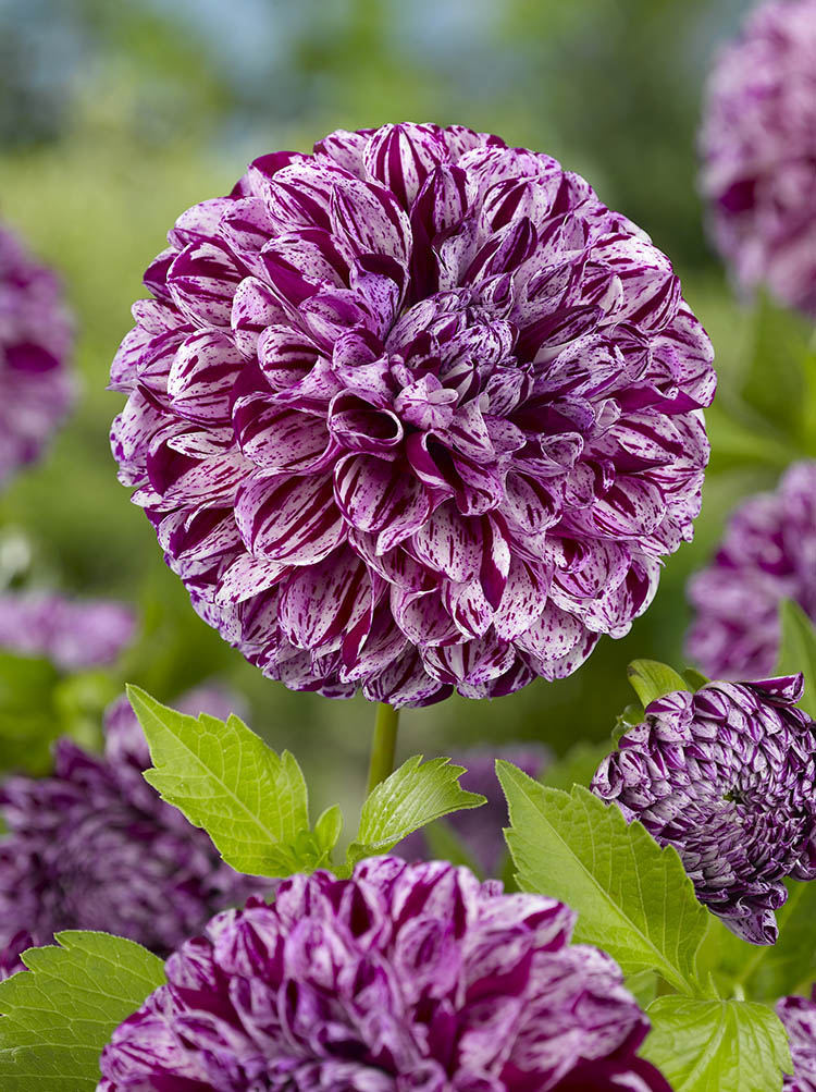 Dahlia Marble Ball