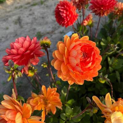 How to Plant Dahlias in Canada