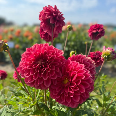 Planting guide image